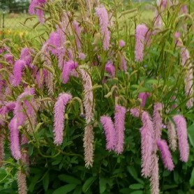 Sanguisorba 'Lilac Squirrel' - Vérfű