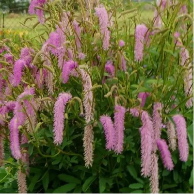 Sanguisorba 'Lilac Squirrel' - Vérfű