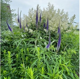 Veronicastrum 'Manhattan Skyline' - Veronika