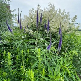 Veronicastrum 'Manhattan Skyline' - Veronika
