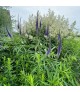 Veronicastrum 'Manhattan Skyline' - Veronika