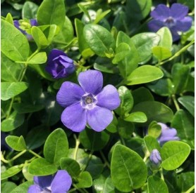 Vinca 'Bowles's Variety' - Télizöld