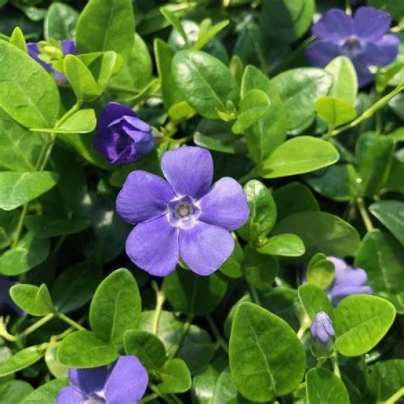 Vinca 'Bowles's Variety' - Télizöld