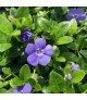 Vinca 'Bowles's Variety' - Télizöld