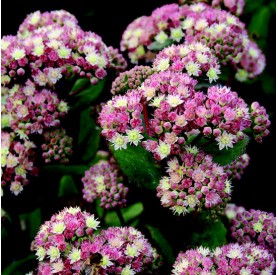 Sedum 'Stewed Rhubarb Mountain' - Varjúháj