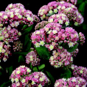 Sedum 'Stewed Rhubarb Mountain' - Varjúháj