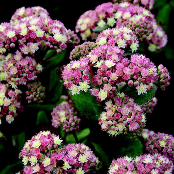 Sedum 'Stewed Rhubarb Mountain' - Varjúháj Sedum 'Stewed Rhubarb Mountain' - Varjúháj