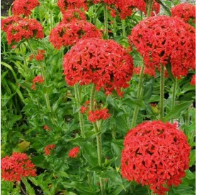 Lychnis chalcedonica - Égőszerelem