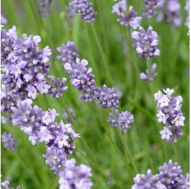 Lavandula 'Munstead' - Levendula