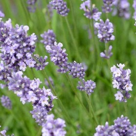 Lavandula 'Munstead' - Levendula