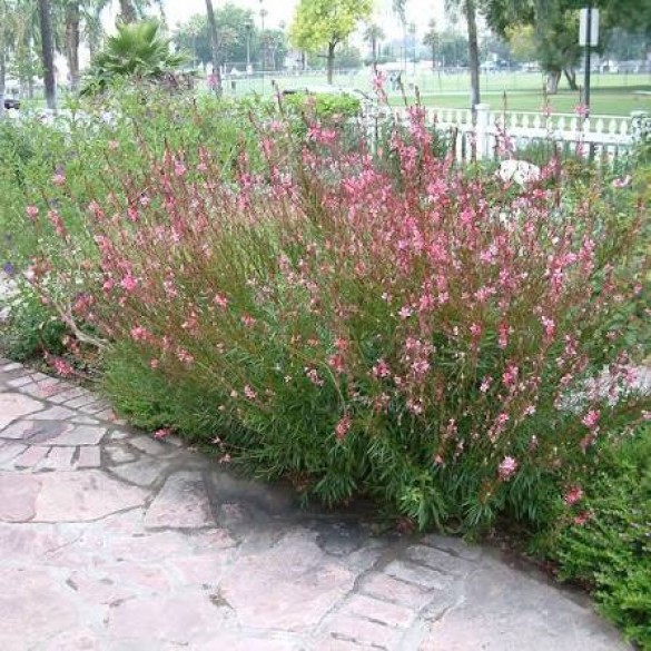 Gaura - Díszgyertya Gaura - Díszgyertya