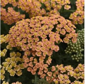 Achillea 'New Vintage Terracotta' - Cickafark