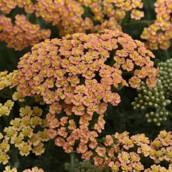 Achillea 'New Vintage Terracotta' - Cickafark