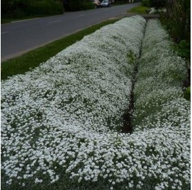 Cerastium tomentosum - Madárhúr