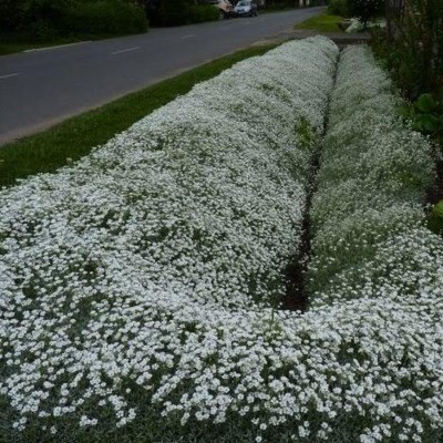 Cerastium tomentosum - Madárhúr