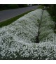 Cerastium tomentosum - Madárhúr