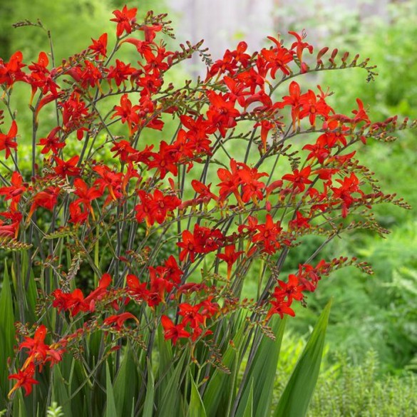 Crocosmia 'Lucifer' - Sáfrányfű