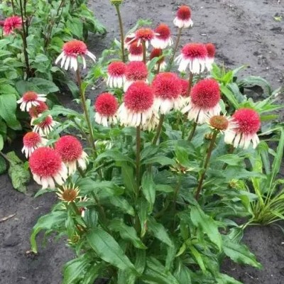 Echinacea 'Delicious Strawberry' - Kasvirág