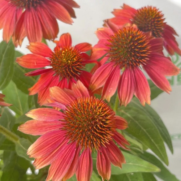 Echinacea 'August Königin' - Bíbor kasvirág