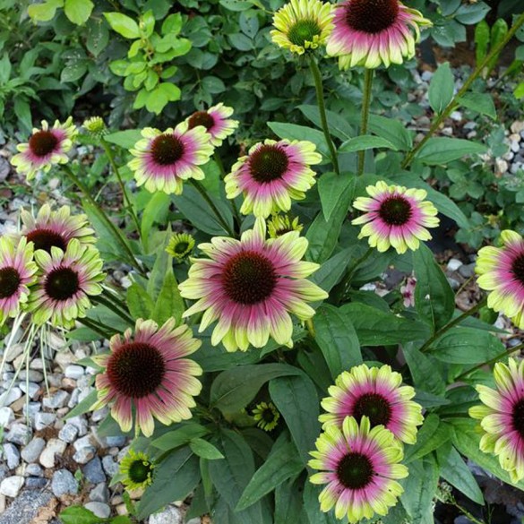 Echinacea 'Sweet Sandia' - Kasvirág