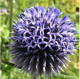 Echinops 'Veitch's Blue' - Szamárkenyér