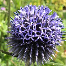 Echinops 'Veitch's Blue' - Szamárkenyér Echinops 'Veitch's Blue' - Szamárkenyér