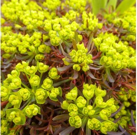 Euphorbia 'Fens Ruby' - Kutyatej