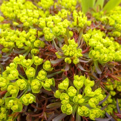 Euphorbia 'Fens Ruby' - Kutyatej