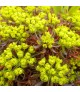 Euphorbia 'Fens Ruby' - Kutyatej