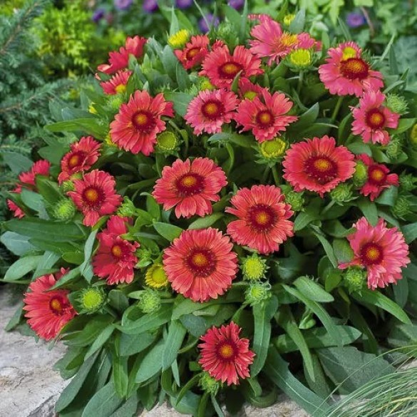 Gaillardia 'Arizona Red Shades' - Kokárdavirág