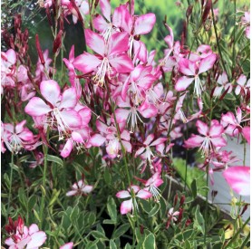 Gaura 'Freefolk Rosy' - Díszgyertya
