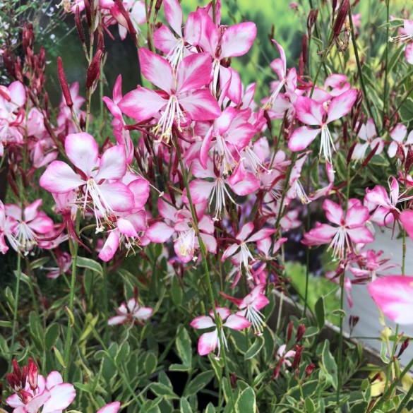 Gaura 'Freefolk Rosy' - Díszgyertya