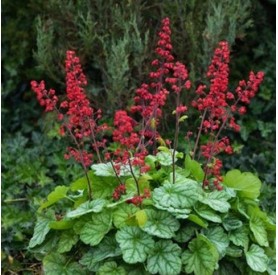 Heuchera 'Leuchtkäfer' - Tűzgyöngyvirág