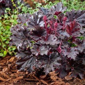 Heuchera 'Timeless Night' - Tűzgyöngyvirág Heuchera 'Timeless Night' - Tűzgyöngyvirág