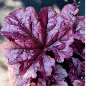 Heuchera 'Wildberry' - Tűzgyöngyvirág