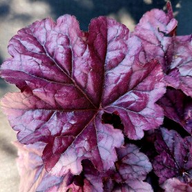 Heuchera 'Wildberry' - Tűzgyöngyvirág
