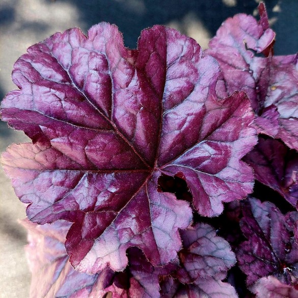 Heuchera 'Wildberry' - Tűzgyöngyvirág