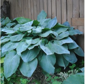 Hosta 'Big Daddy' - Árnyékliliom