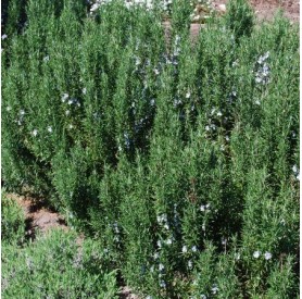 Rosmarinus 'Tuscan Blue' - Rozmaring
