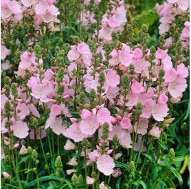 Sidalcea 'Brilliant' - Prérimályva