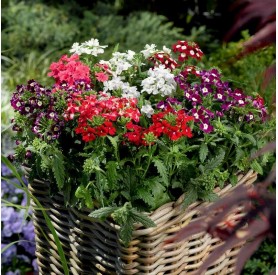Verbena peruviana - Verbéna