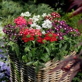 Verbena peruviana - Verbéna