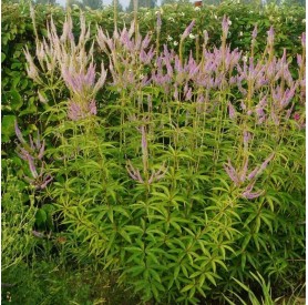 Veronicastrum 'Apollo' - Kandeláberveronika