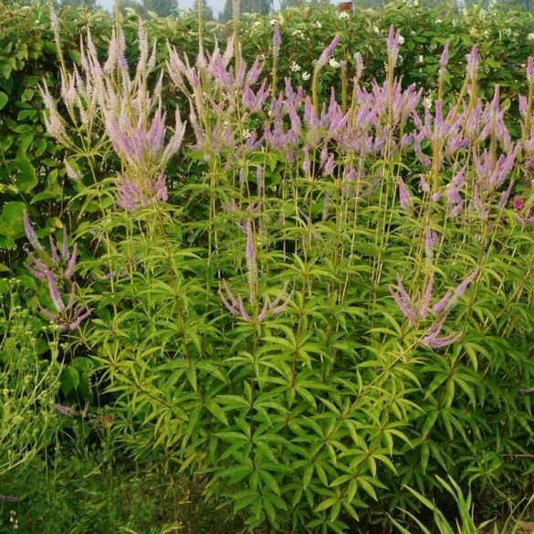 Veronicastrum 'Apollo' - Kandeláberveronika