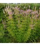 Veronicastrum 'Apollo' - Kandeláberveronika