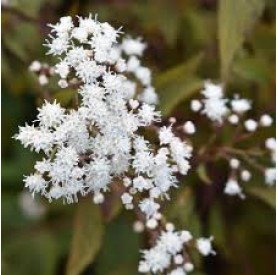 Ageratina 'Chocolate' - Fehér kígyógyökér