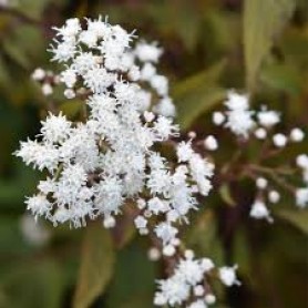 Ageratina 'Chocolate' - Fehér kígyógyökér