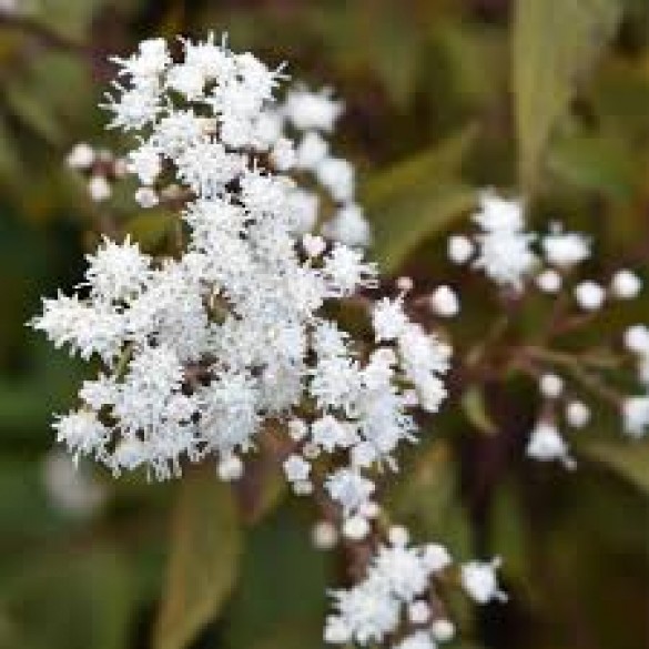 Ageratina 'Chocolate' - Fehér kígyógyökér Ageratina 'Chocolate' - Fehér kígyógyökér