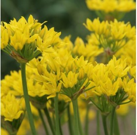 Allium 'Farreri' - Díszhagyma