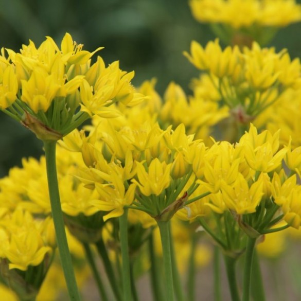 Allium 'Farreri' - Díszhagyma